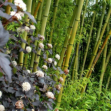 Artwork thumbnail, BAMBOO PALACE by RithPix