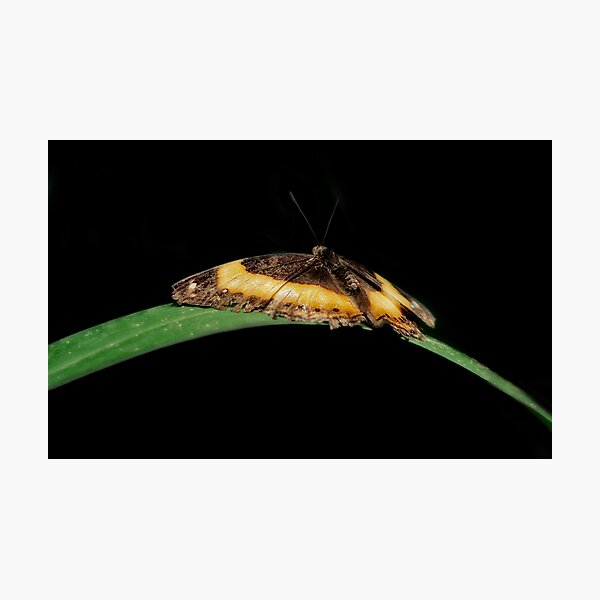 Alone Photographic Print