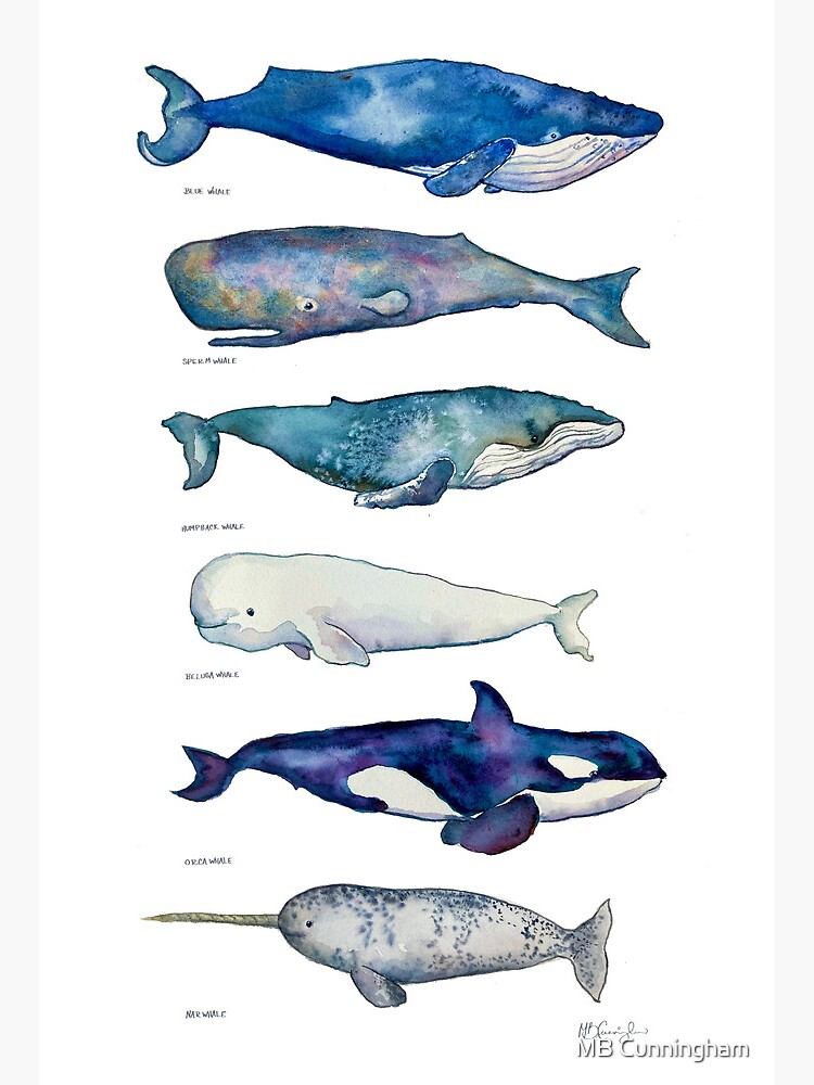 Whales Art Watercolor