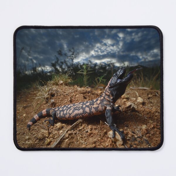 Item preview, Gila Monster (Heloderma suspectum) designed and sold by CJHay.