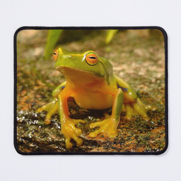Item preview, Dainty Tree Frog, Litoria gracilenta designed and sold by CJHay.
