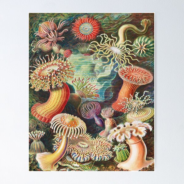 Item preview, Actiniae- Seeanemonen From Kunstformen Der Natur (1904) By Ernst Haeckel, designed and sold by SidhuKeet1.