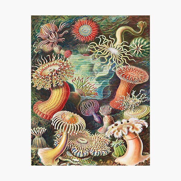 Item preview, Actiniae- Seeanemonen From Kunstformen Der Natur (1904) By Ernst Haeckel, designed and sold by SidhuKeet1.