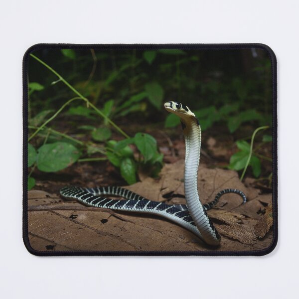 Item preview, Juvenile King Cobra Indonesia designed and sold by CJHay.