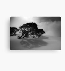Snow Gums in the Clouds Canvas Print