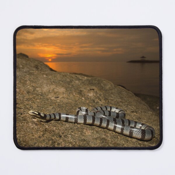 Item preview, Sea Krait at Sunset designed and sold by CNZdenek.
