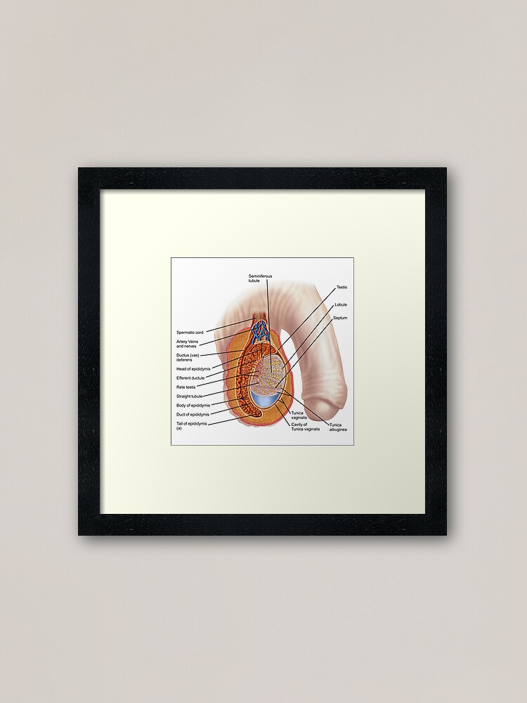 Premium Vector  Male vasectomy anatomy of the male reproductive system