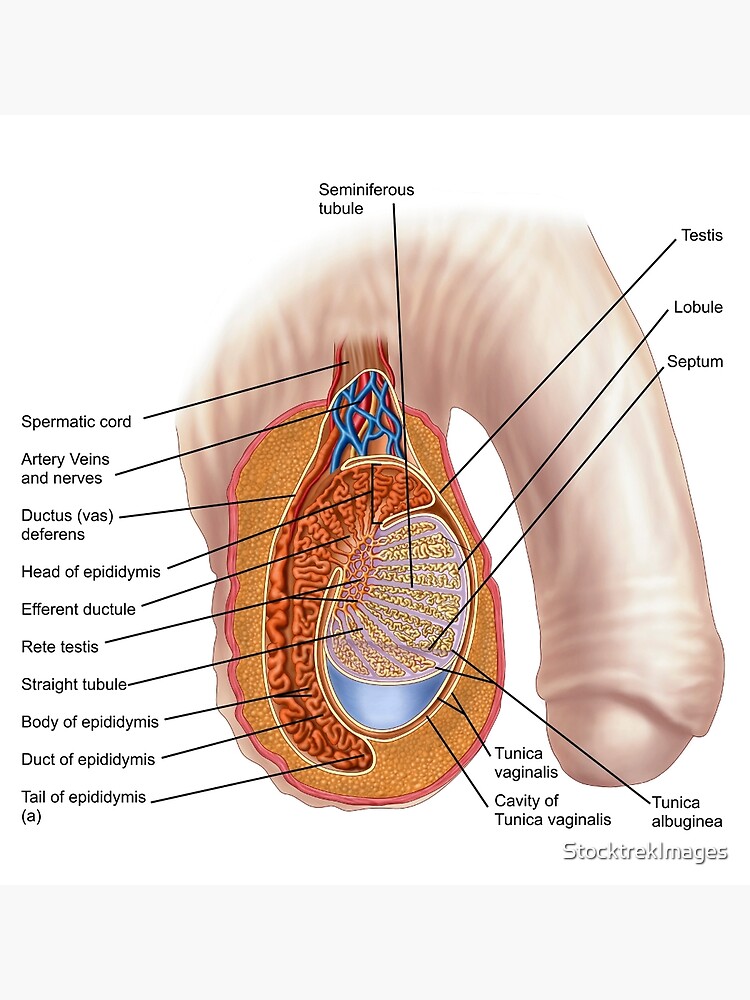 Querschnitt der Hodenanatomie