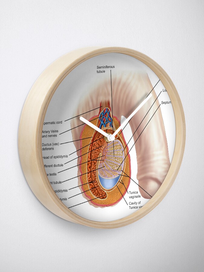 Querschnitt der Hodenanatomie