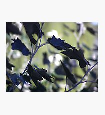 Leaves Photographic Print