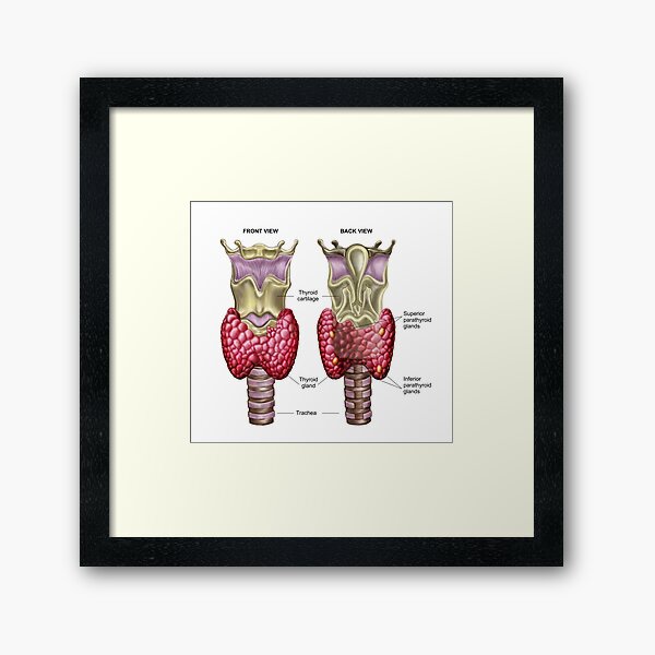 Item preview, Anatomy of thyroid gland with larynx & cartilage. designed and sold by StocktrekImages.