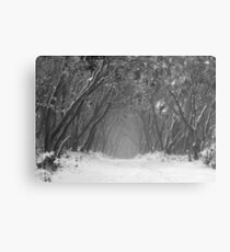 Snow Gum Tunnel Canvas Print