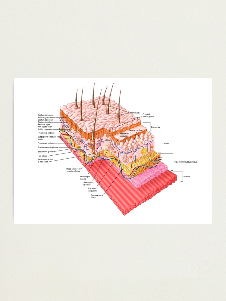 Anatomie Der Menschlichen Haut Fotodruck Von Stocktrekimages Redbubble