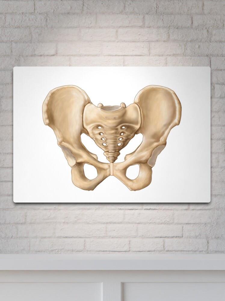 Anatomy of human pelvic bone For sale as Framed Prints, Photos, Wall Art  and Photo Gifts