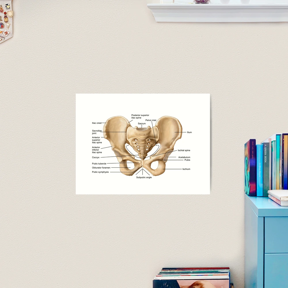 Anatomy of human pelvic bone. | Art Print