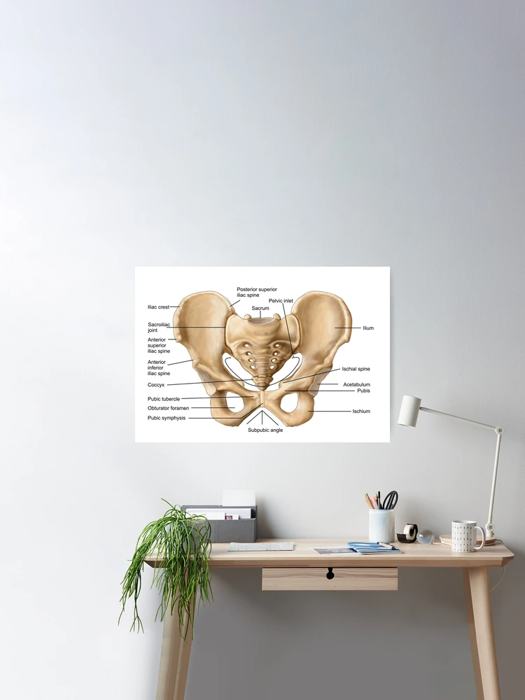 Anatomy of human pelvic bone Poster Print - Item # VARPSTSTK700244H -  Posterazzi