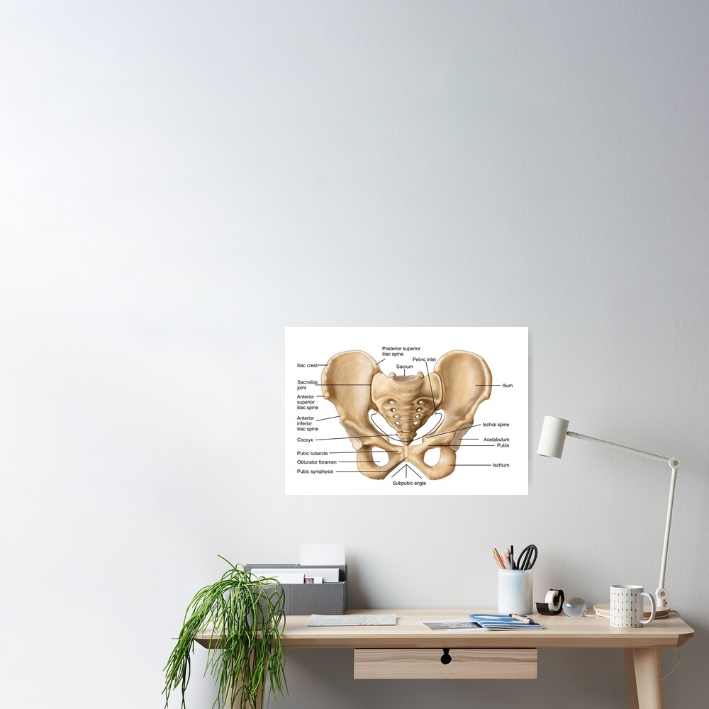 Anatomy of human pelvic bone For sale as Framed Prints, Photos, Wall Art  and Photo Gifts