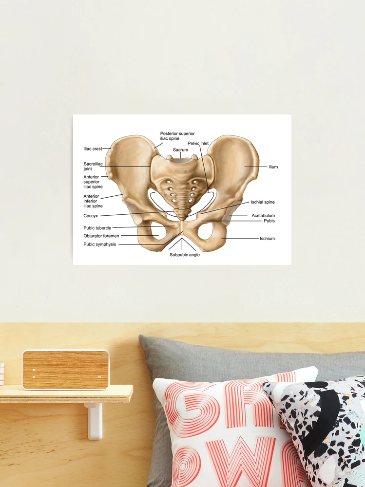 The Bones Of The Pelvis Throw Pillow