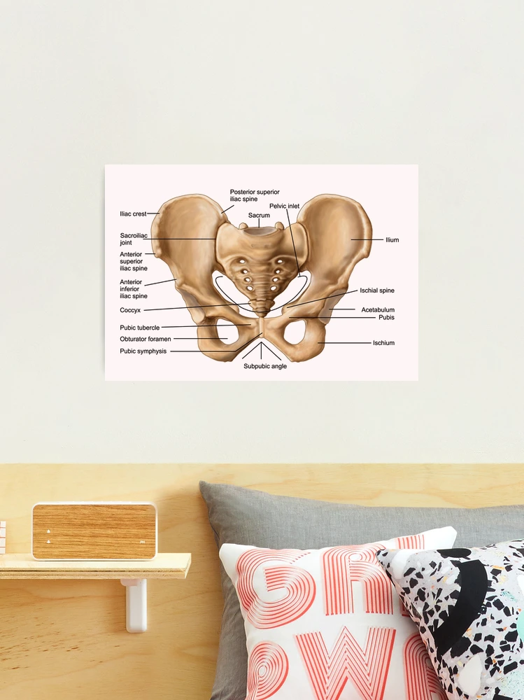 Anatomy of human pelvic bone. | Throw Pillow