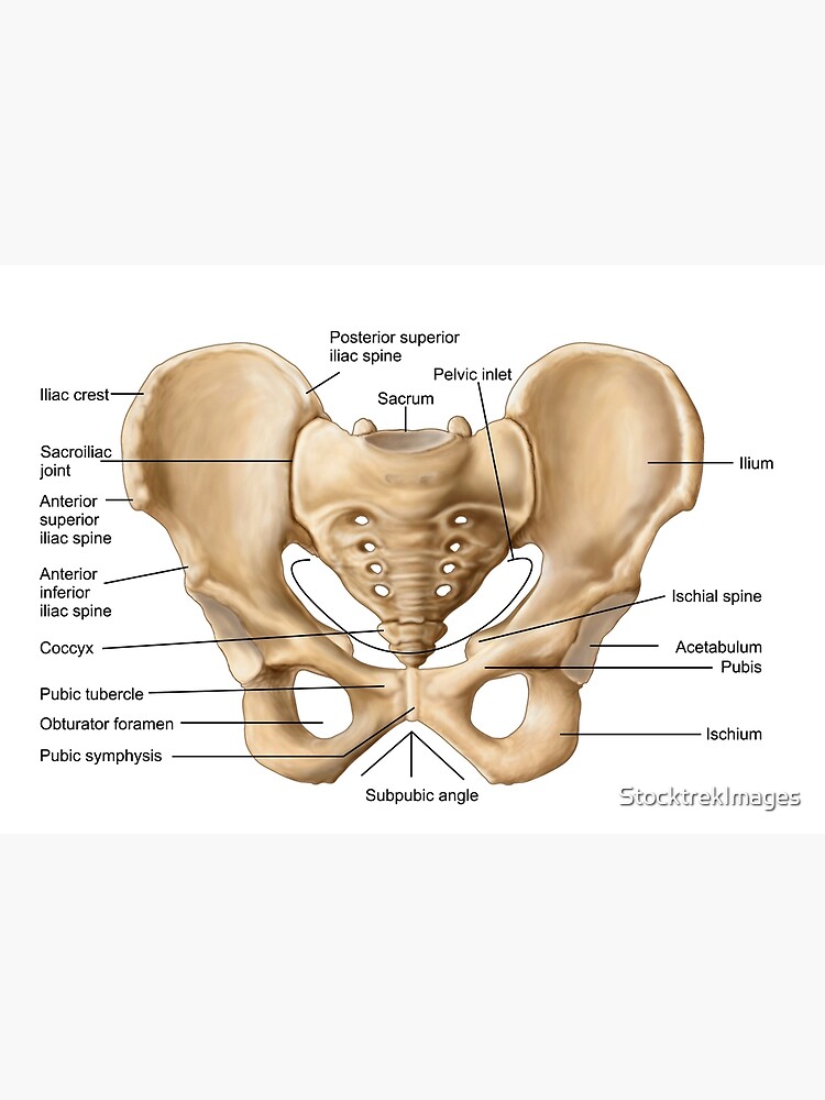 "Anatomy of human pelvic bone." Poster by StocktrekImages | Redbubble
