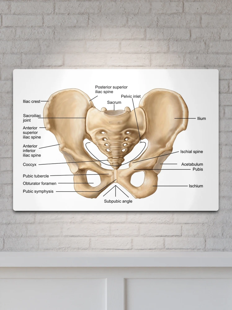 Anatomy of human pelvic bone For sale as Framed Prints, Photos, Wall Art  and Photo Gifts