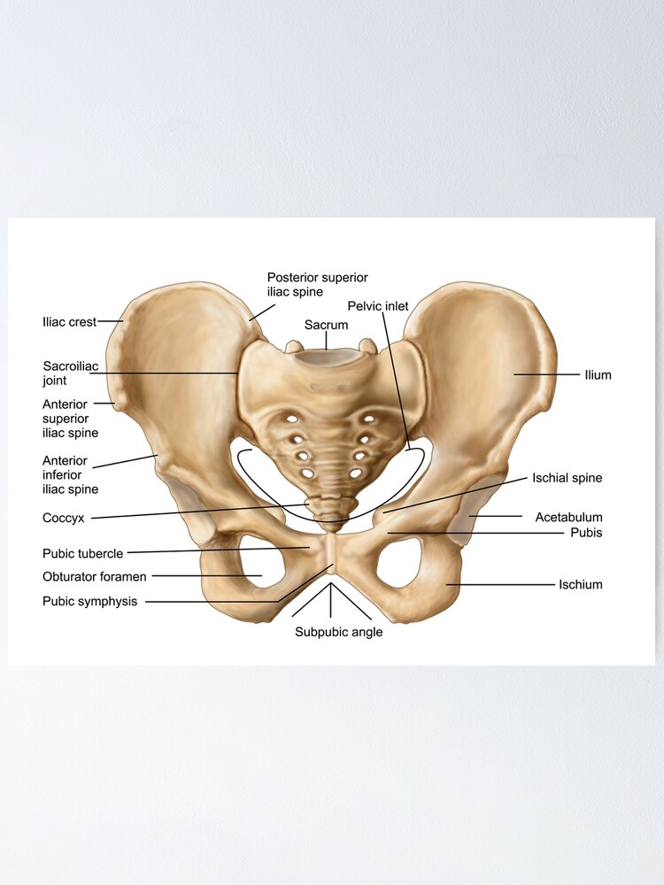 Anatomy of human pelvic bone. Poster for Sale by StocktrekImages