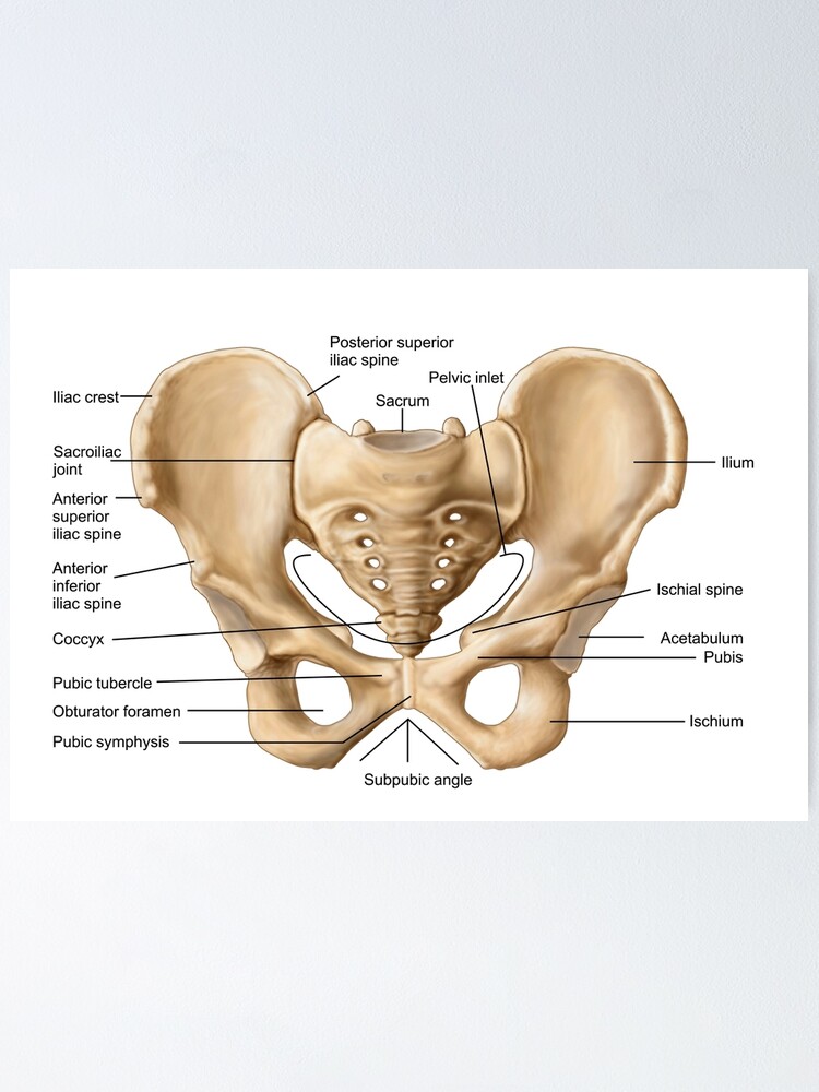 Anatomy of human pelvic bone Poster Print - Item # VARPSTSTK700244H -  Posterazzi