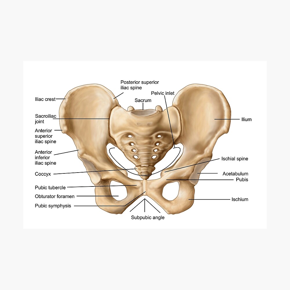 Anatomy of human pelvic bone. Sticker for Sale by StocktrekImages