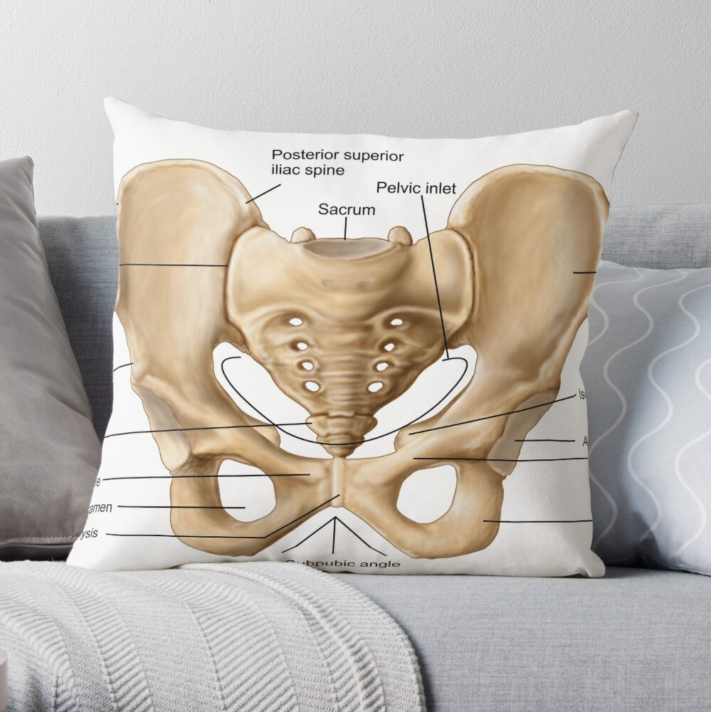  rouihot Linen Throw Pillow Cover Human Male Anatomy Scheme Main  Pelvis Bones Sacrum Ilium Home Decor Pillowcase 18x18 Inch Cushion Cover  for Sofa Couch Bed and Car : Home & Kitchen