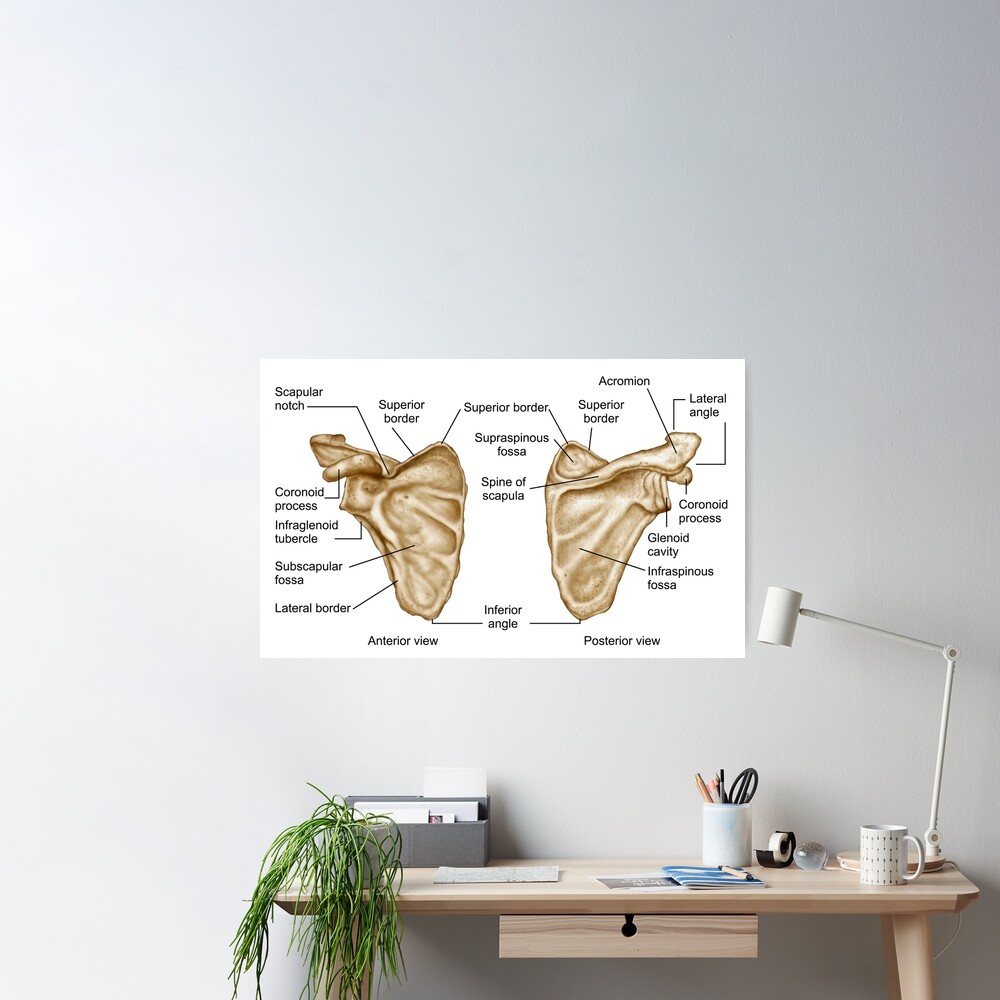 Scapula anatomy  Greeting Card for Sale by faolansforge