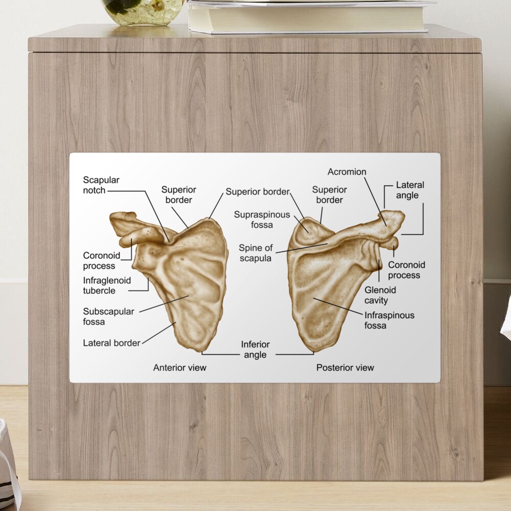 Human Scapula anatomy Stock Illustration by ©sciencepics #67610183