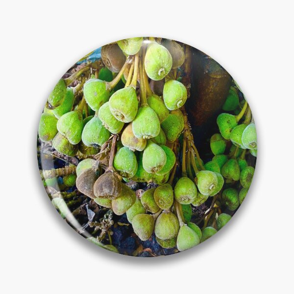 Item preview, Fig Fruit Tree designed and sold by Capture  Room.
