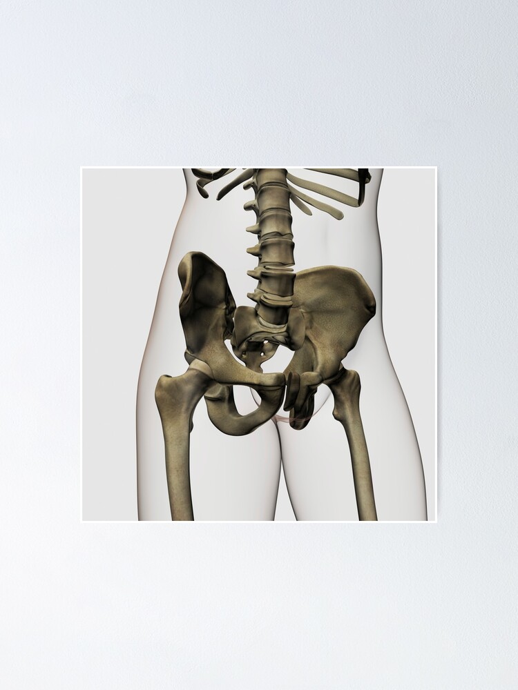 Anatomy of human pelvic bone Poster Print - Item
