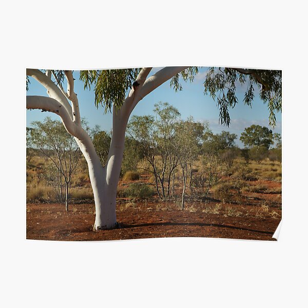 Ghost Gum,Outback Australia,N.T. Poster