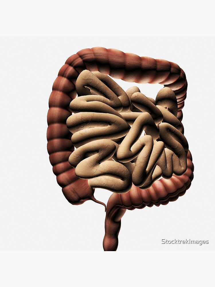 570+ Colostomy Stock Photos, Pictures & Royalty-Free Images - iStock |  Colostomy illustration