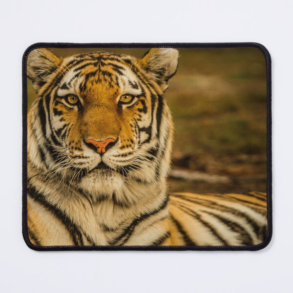 Item preview, wildlife photography of tiger laying on ground animal lovers designed and sold by BestDesign87.