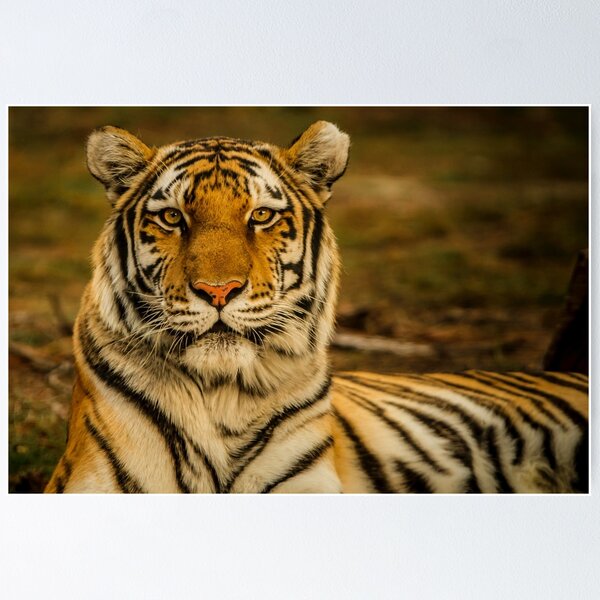 Item preview, wildlife photography of tiger laying on ground animal lovers designed and sold by BestDesign87.
