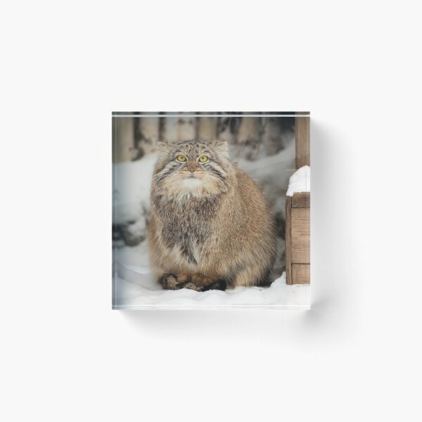 Item preview, Emma the Pallas's cat is waiting for spring to come designed and sold by Manulization.
