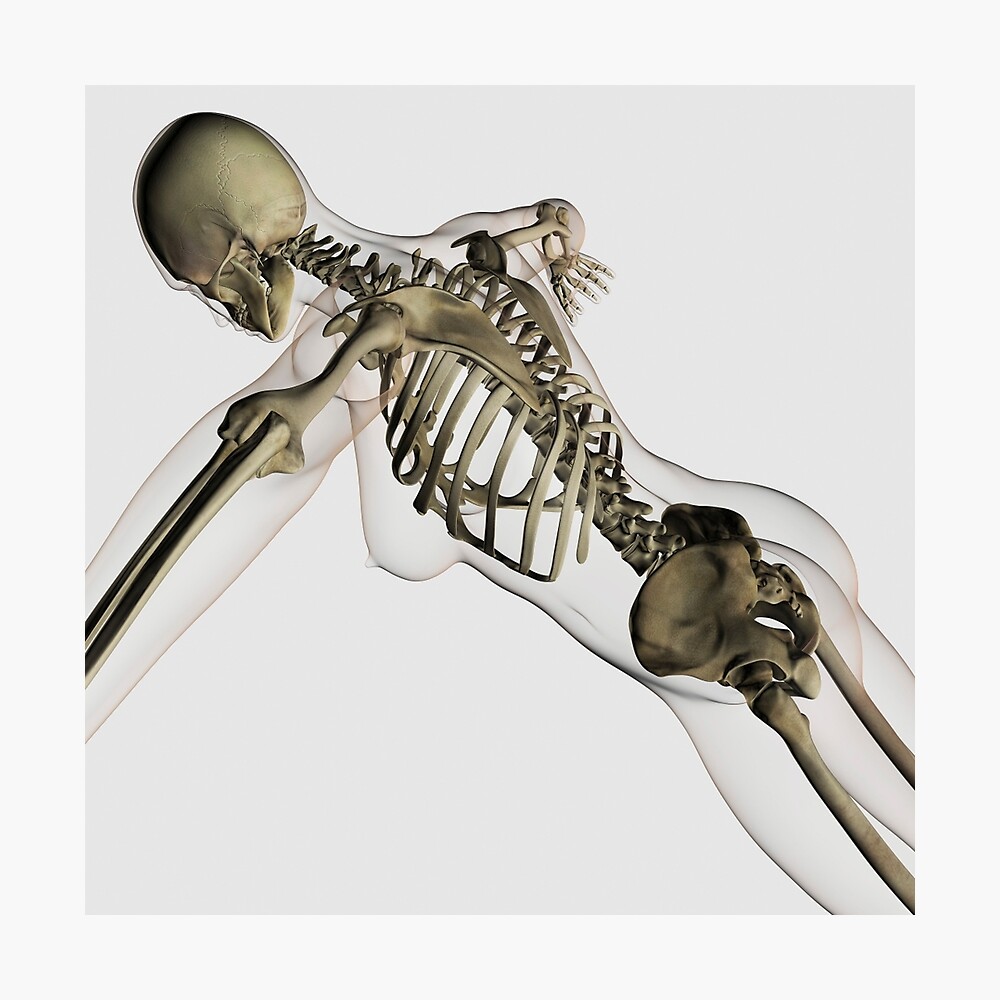 Three dimensional view of female upper back and skeletal system. - Album  alb3882670