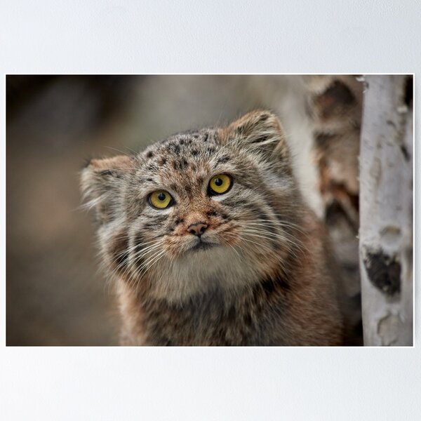 Domestic x Sand Cat and Pallas's Cat Hybrids