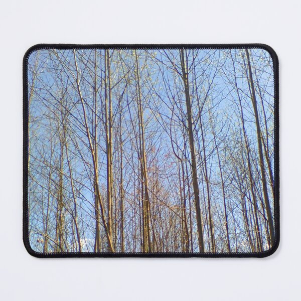 Item preview, Michaux State Forest  ~  designed and sold by Jeanine King.