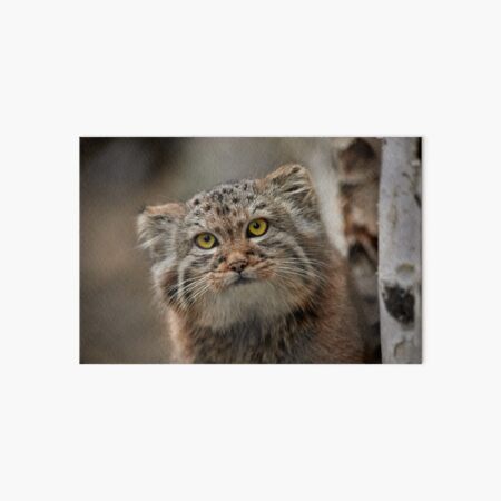 A Pallas's cat portrait Art Board Print