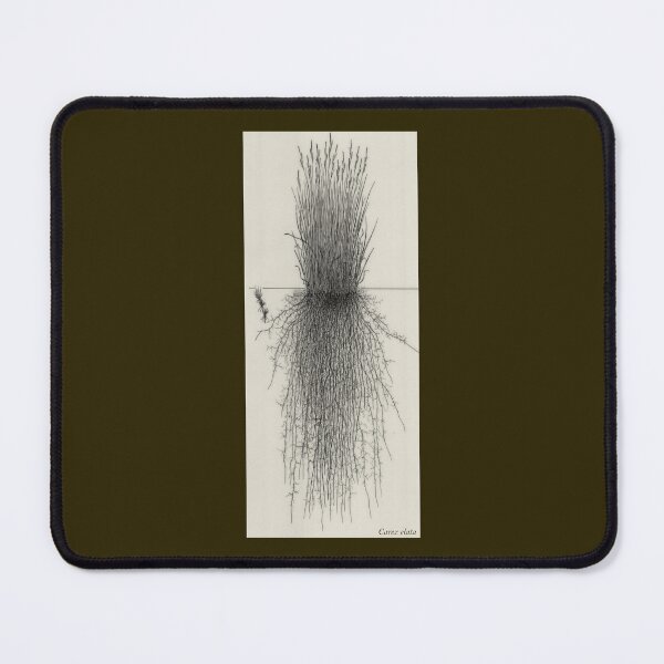 Item preview, Carex elata - Botanical Drawing of the Plant and its Roots designed and sold by Groenendijk.