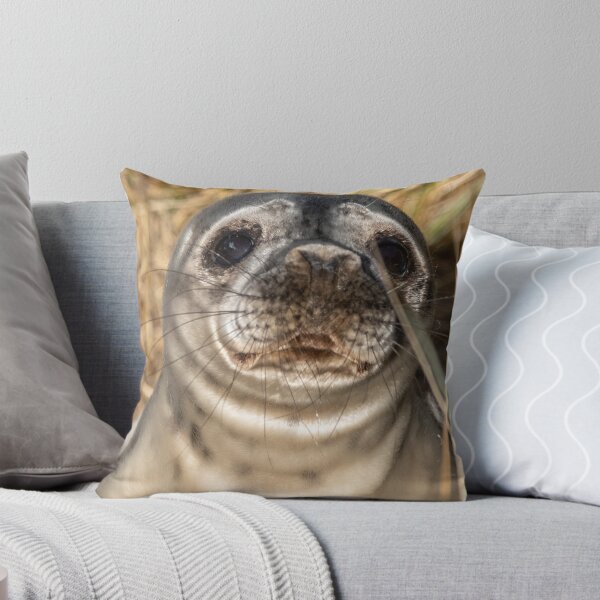 Item preview, Seal pup in the dunes designed and sold by cdkphotos.