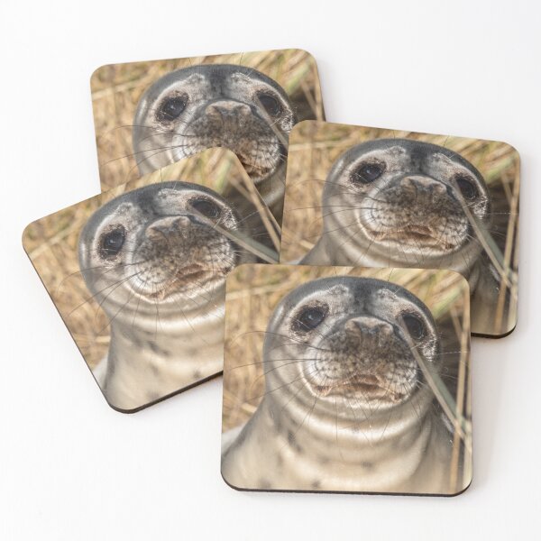 Item preview, Seal pup in the dunes designed and sold by cdkphotos.