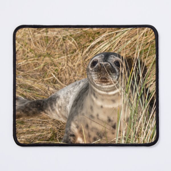 Item preview, Horsey Gap seal pup designed and sold by cdkphotos.