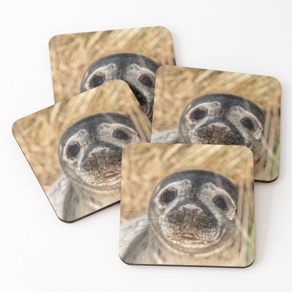 Item preview, Seal pup in the dunes designed and sold by cdkphotos.