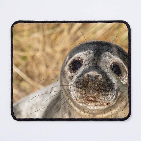 Item preview, Seal pup in the dunes designed and sold by cdkphotos.