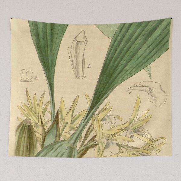 Item preview, Maxillaria palmifolia (as Maxillaria decolor) Curtis' 69 (N.S. 16) pl. 3981 (1843) designed and sold by EsotericBotanic.