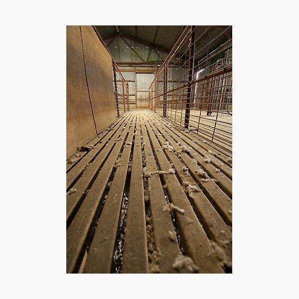 Shearing Shed Photographic Print